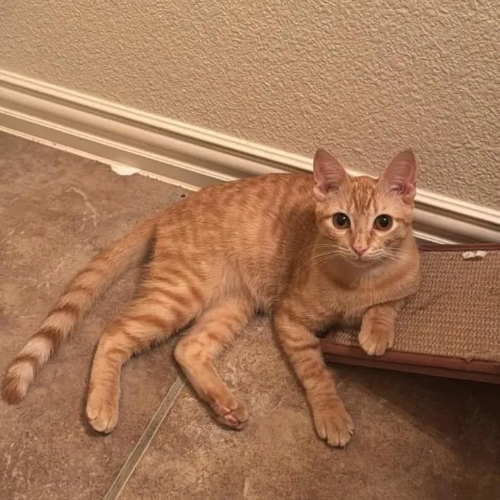 Petey  Super Lovable thumbnail 6