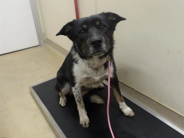 A young medium-sized male Australian Shepherd dog named Wilbur for adoption in Santa Rosa, CA