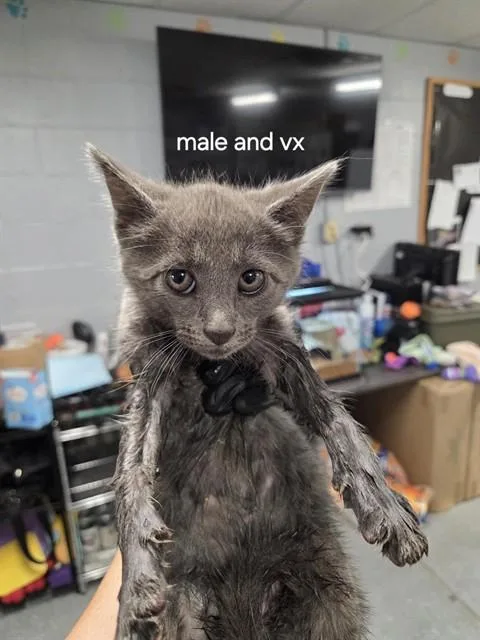 A baby small-sized male Domestic Short Hair cat named Pickle Chip for adoption in Casper, WY