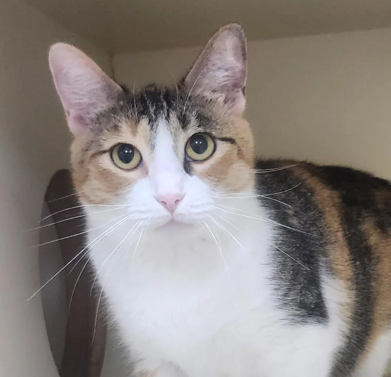An adult small-sized female Domestic Short Hair cat named Marmar for adoption in Little Rock, AR