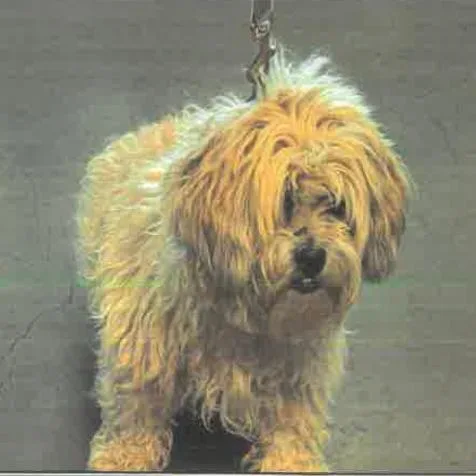 An adult small-sized male Yellow / Tan / Blond / Fawn Mixed Breed dog named Marley A for adoption in Mission Hills, CA