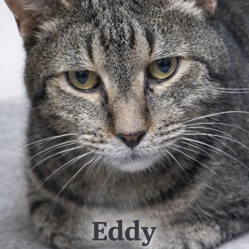 An adult small-sized male Brown / Chocolate Domestic Short Hair cat named Eddy for adoption in Lancaster, OH