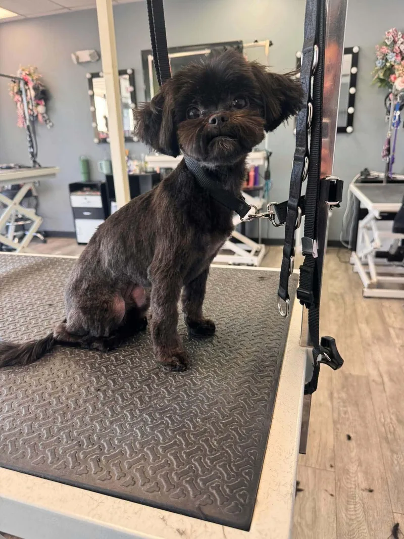 A young small-sized female Shih Tzu dog named Baby for adoption in Cedar Rapids, IA