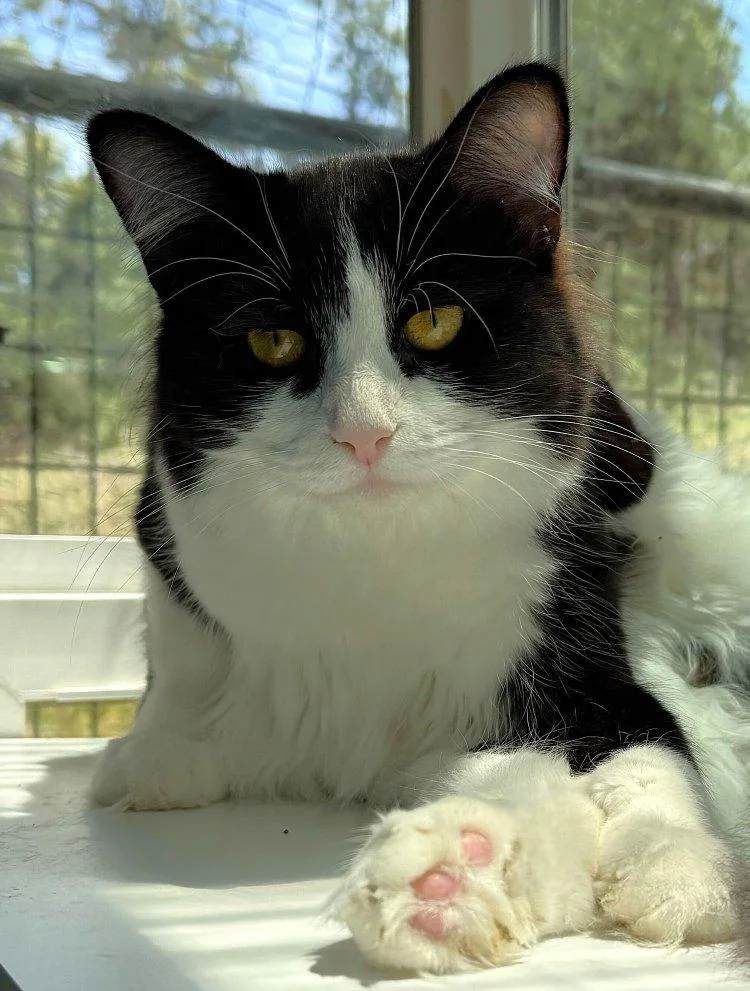 A young medium-sized female Domestic Medium Hair cat named Baby Daisy for adoption in Colorado Springs, CO