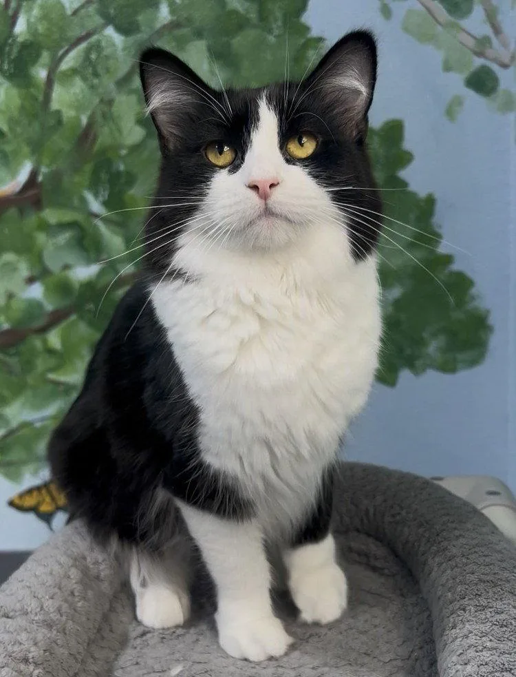 Baby Daisy thumbnail 2