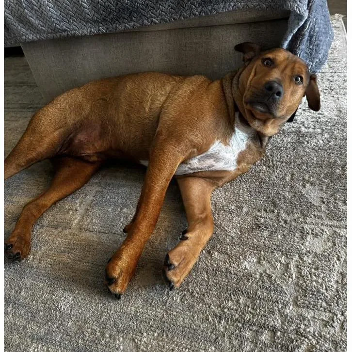 An adult large-sized male Red / Chestnut / Orange Hound dog named Bumblebee for adoption in Long Island City, NY