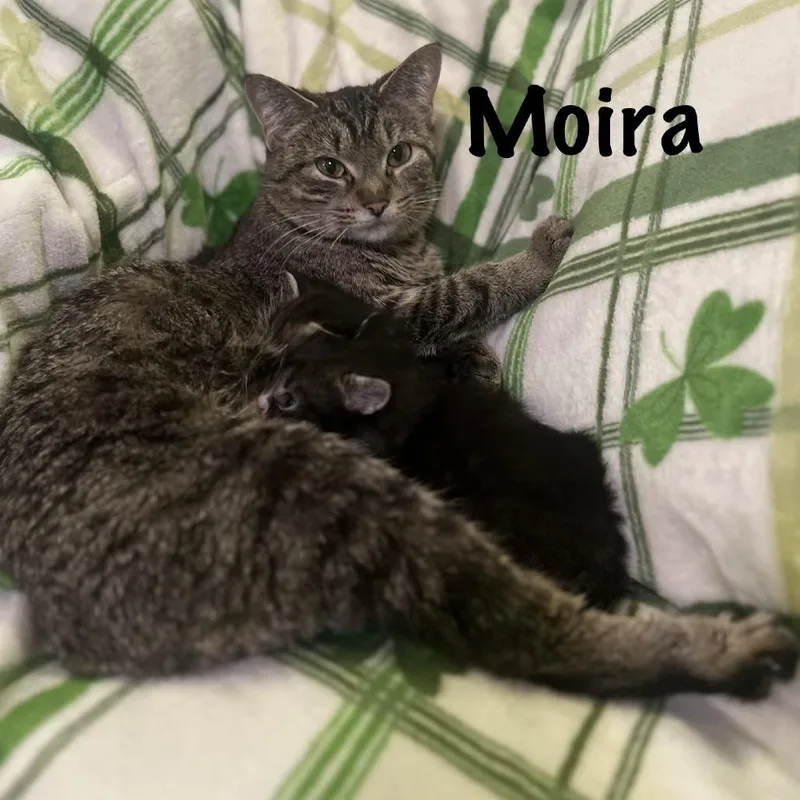 An adult small-sized female Brown / Chocolate Domestic Short Hair cat named Moira for adoption in Monroe, MI