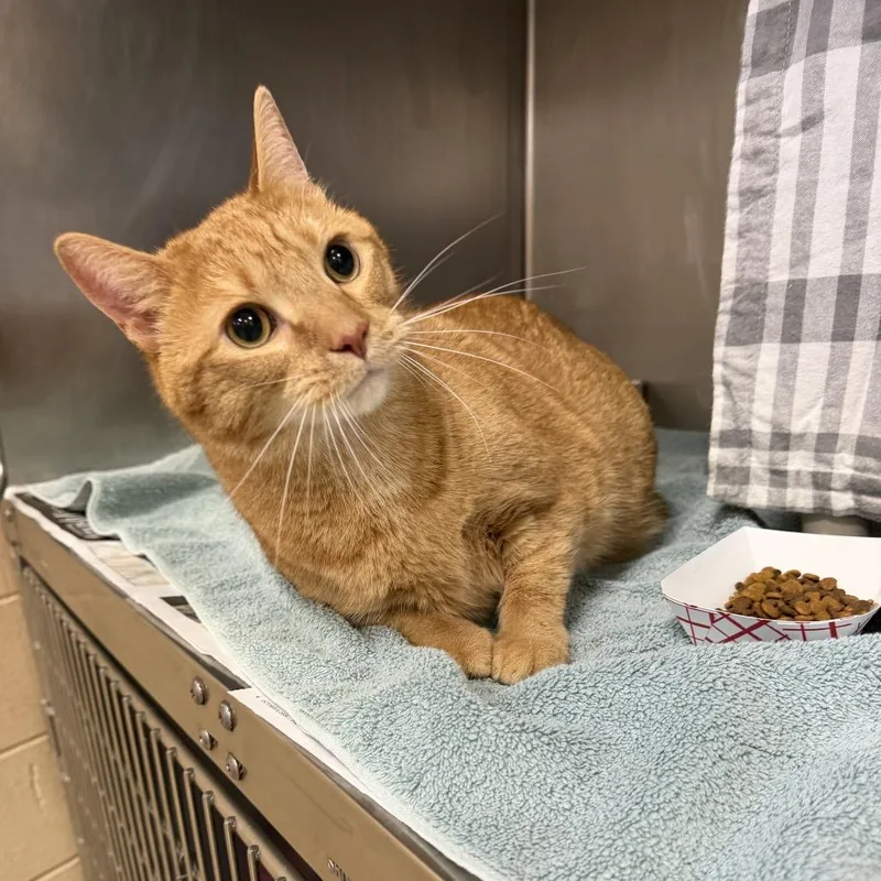 A senior extra large-sized male Orange / Red American Shorthair cat named Tic tac for adoption in Perkiomenville, PA