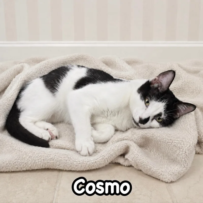 A baby medium-sized male Black & White / Tuxedo Domestic Short Hair cat named Cosmo for adoption in Berkeley Heights, NJ