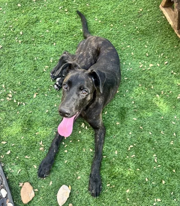 A young medium-sized female Mixed Breed dog named Pickles for adoption in Austin, TX