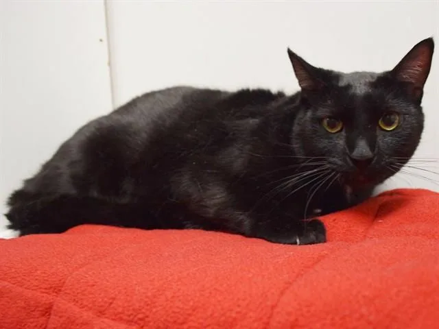 An adult large-sized male Domestic Short Hair cat named Shadow for adoption in Sacramento, CA