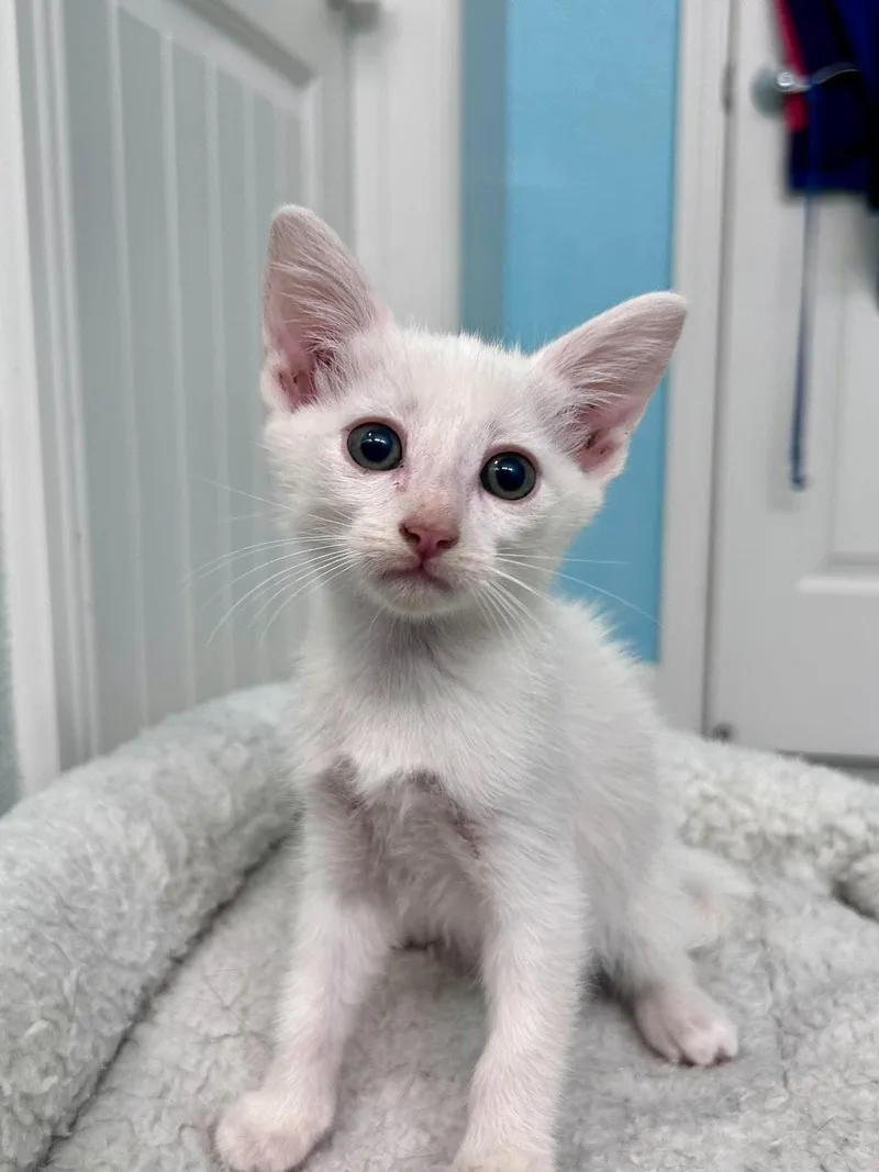 A young large-sized male White Domestic Short Hair cat named Zephyr for adoption in Greenfield, CA