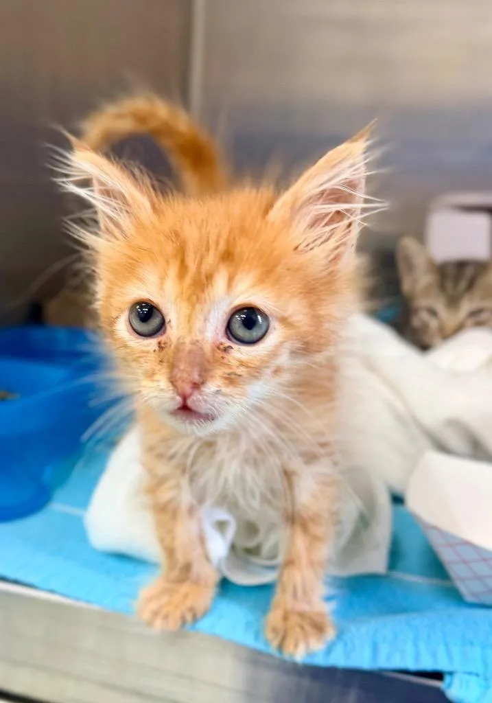 A baby medium-sized male Domestic Short Hair cat named Mr. G for adoption in Danielsville, GA