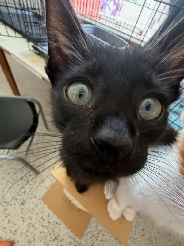 Onyx