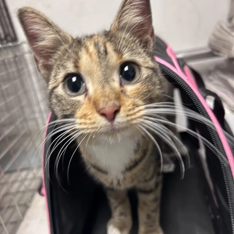 A young medium-sized female Torbie Domestic Medium Hair cat named Misha Choo for adoption in Philadelphia, PA