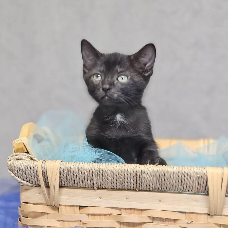A baby small-sized male Black Domestic Short Hair cat named AmosC for adoption in East Saint Louis, IL