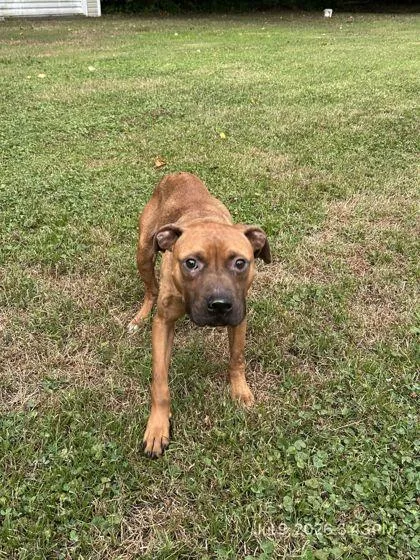 An adult medium-sized male Mixed Breed dog named Woody for adoption in West Chester, PA