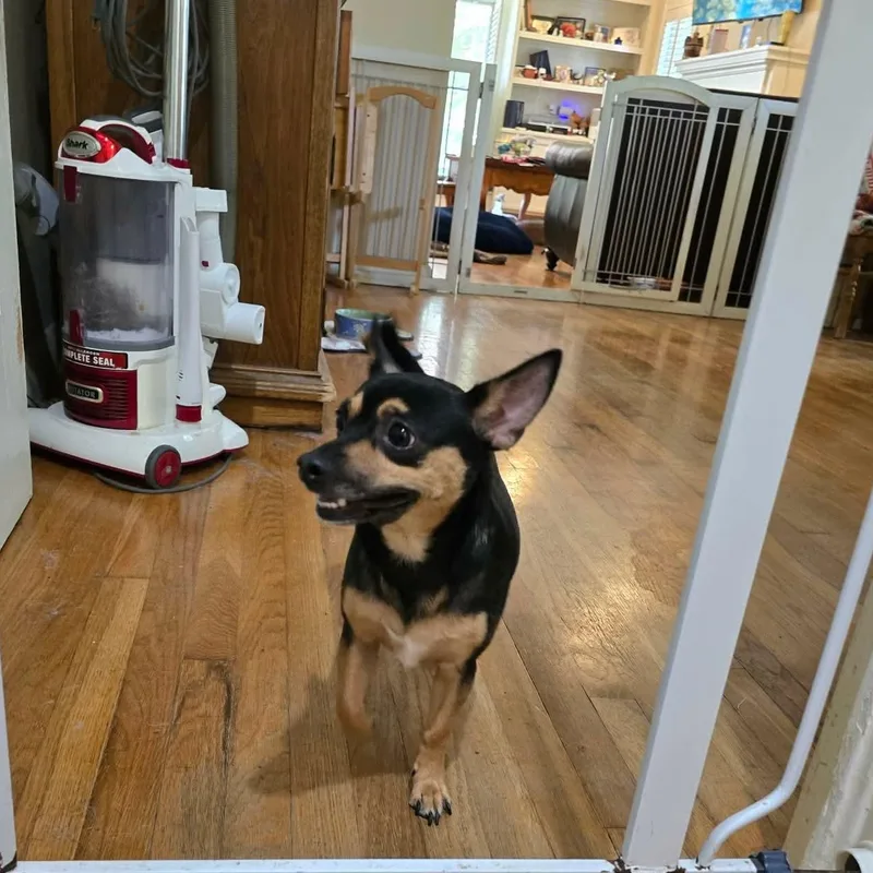 A young small-sized female Bicolor Rat Terrier dog named Sally for adoption in San Antonio, TX