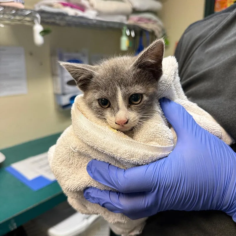 A baby small-sized female Gray / Blue / Silver Domestic Short Hair cat named Tulip for adoption in Pasadena, CA