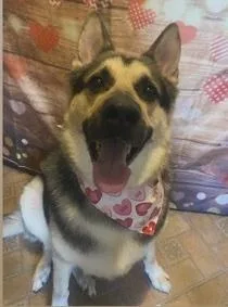An adult extra large-sized male Black German Shepherd Dog dog named Ace for adoption in Wingdale, NY