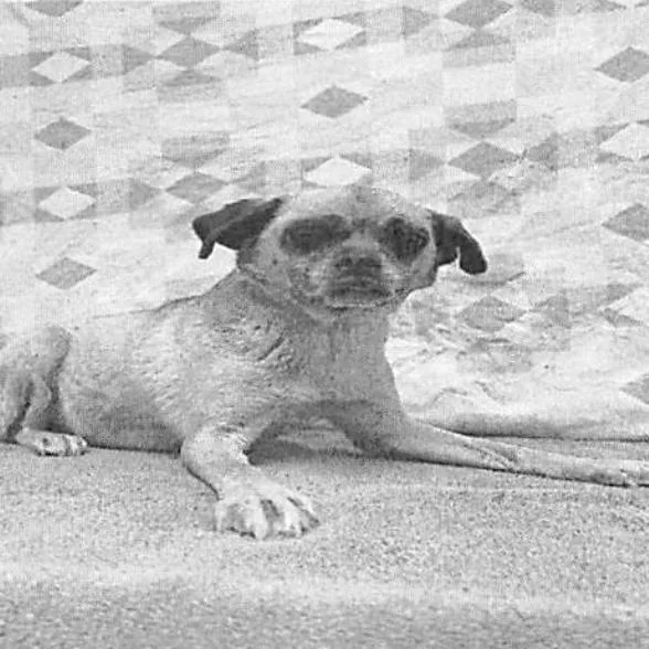 An adult small-sized female Yellow / Tan / Blond / Fawn Pug dog named Sister for adoption in Middletown, NY