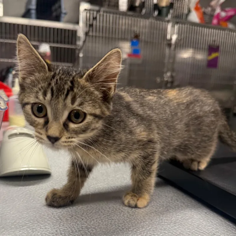 A baby small-sized female Brown / Chocolate Domestic Short Hair cat named Biscuit for adoption in Spokane, WA