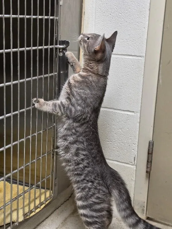 An adult medium-sized male Tabby cat named Dusty for adoption in Bluffton, IN