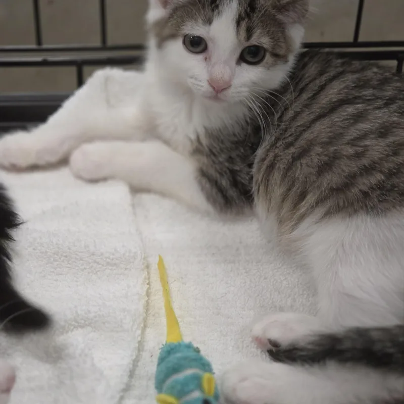 A baby large-sized male Tabby (Tiger Striped) Domestic Short Hair cat named Sussex for adoption in Berkeley Heights, NJ
