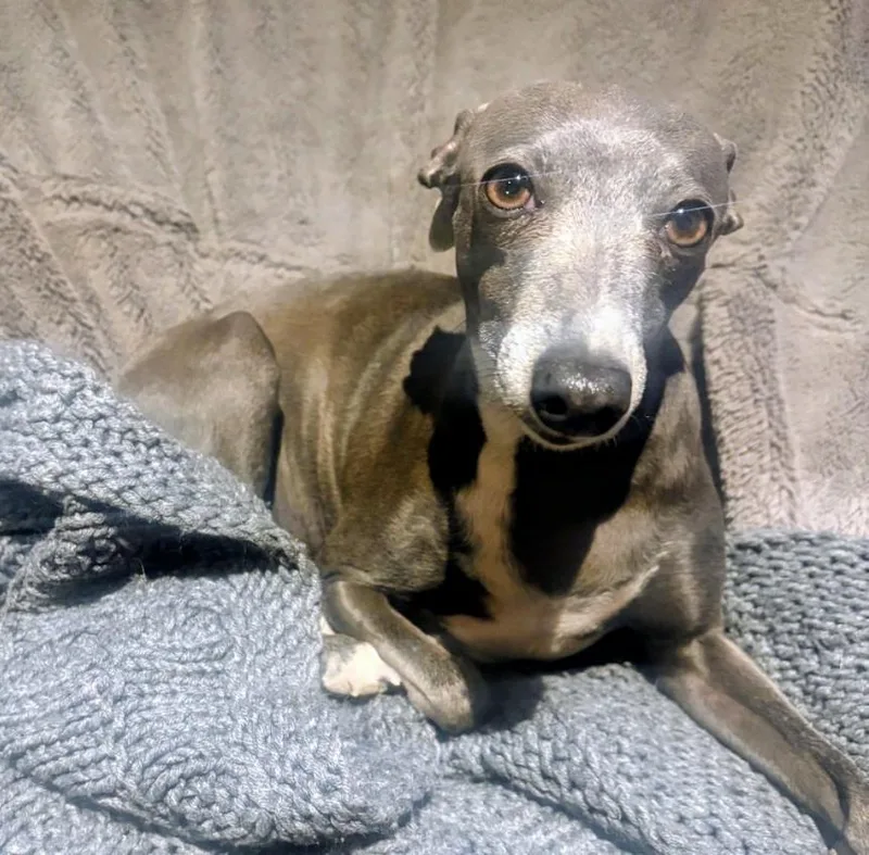 An adult small-sized female Gray / Blue / Silver Italian Greyhound dog named Jazzy for adoption in Evergreen, CO