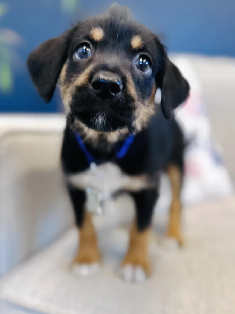 A baby medium-sized female Terrier dog named Party Dance for adoption in Palatine, IL