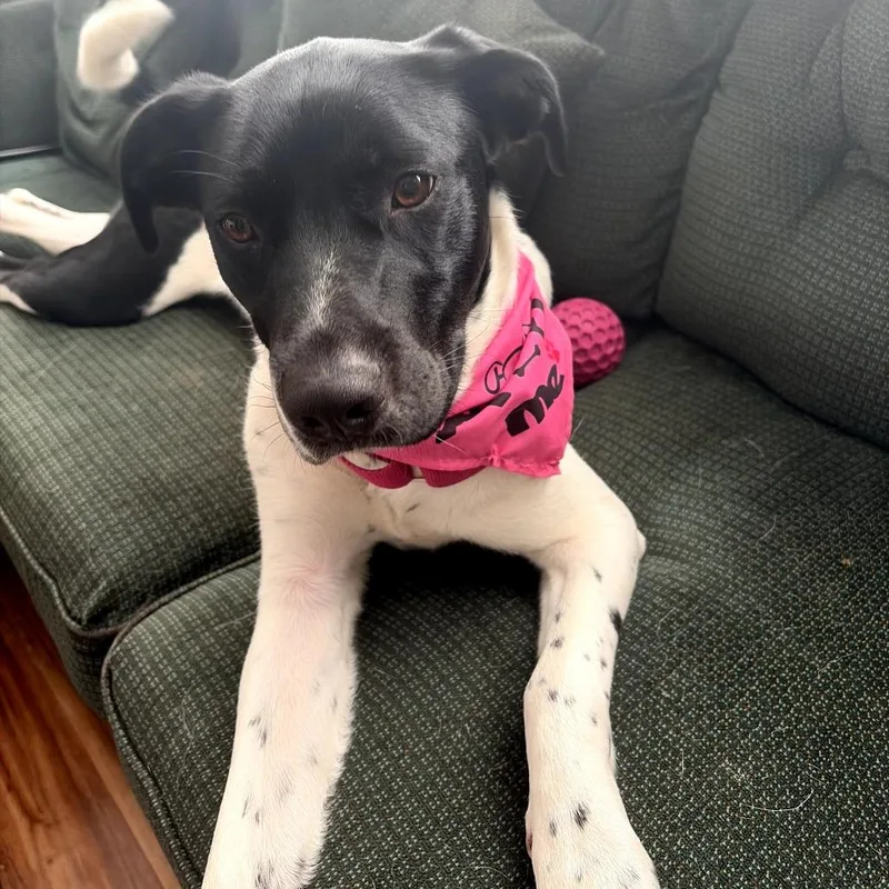 An adult medium-sized female White / Cream Mixed Breed dog named Lila for adoption in Coos Bay, OR