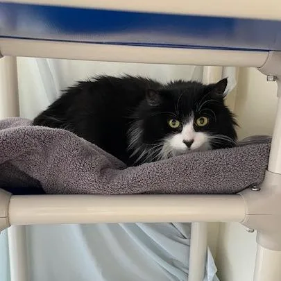 A senior large-sized male Black Domestic Medium Hair cat named Meeko$ for adoption in Springfield, MA