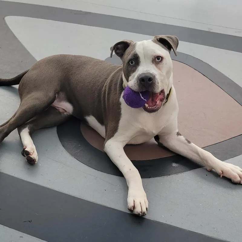 A young large-sized male Mixed Breed dog named Bruno FKA Sunny Side for adoption in Philadelphia, PA