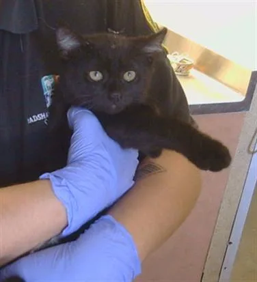 A baby small-sized female Domestic Short Hair cat named Wanda for adoption in Sacramento, CA