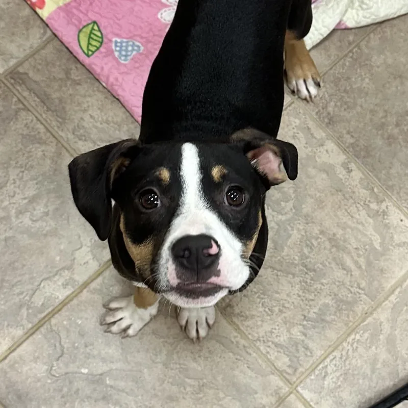 A young medium-sized female Black Pit Bull Terrier dog named Rachel for adoption in Birmingham, AL