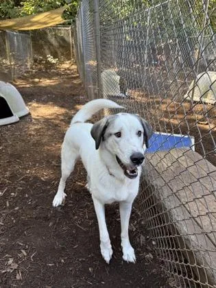An adult extra large-sized female Great Pyrenees dog named Sky for adoption in Cumming, GA