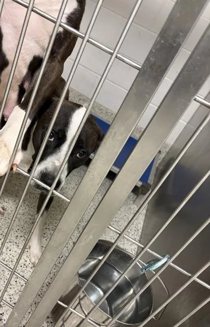 An adult large-sized female Pit Bull Terrier dog named Velma Dinkley for adoption in Atlanta, GA