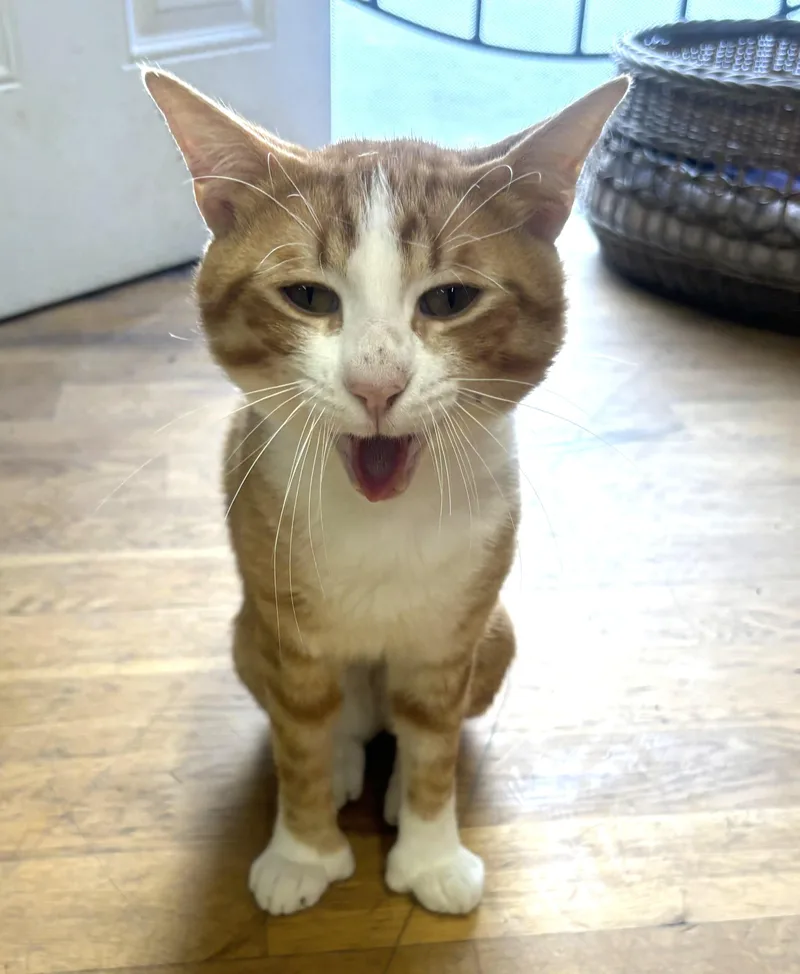A young medium-sized male Orange & White Domestic Short Hair cat named Thumbs for adoption in Whittier, CA