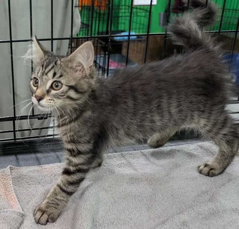 A young medium-sized female Tabby (Brown / Chocolate) Domestic Short Hair cat named Sapphire for adoption in Adrian, MI