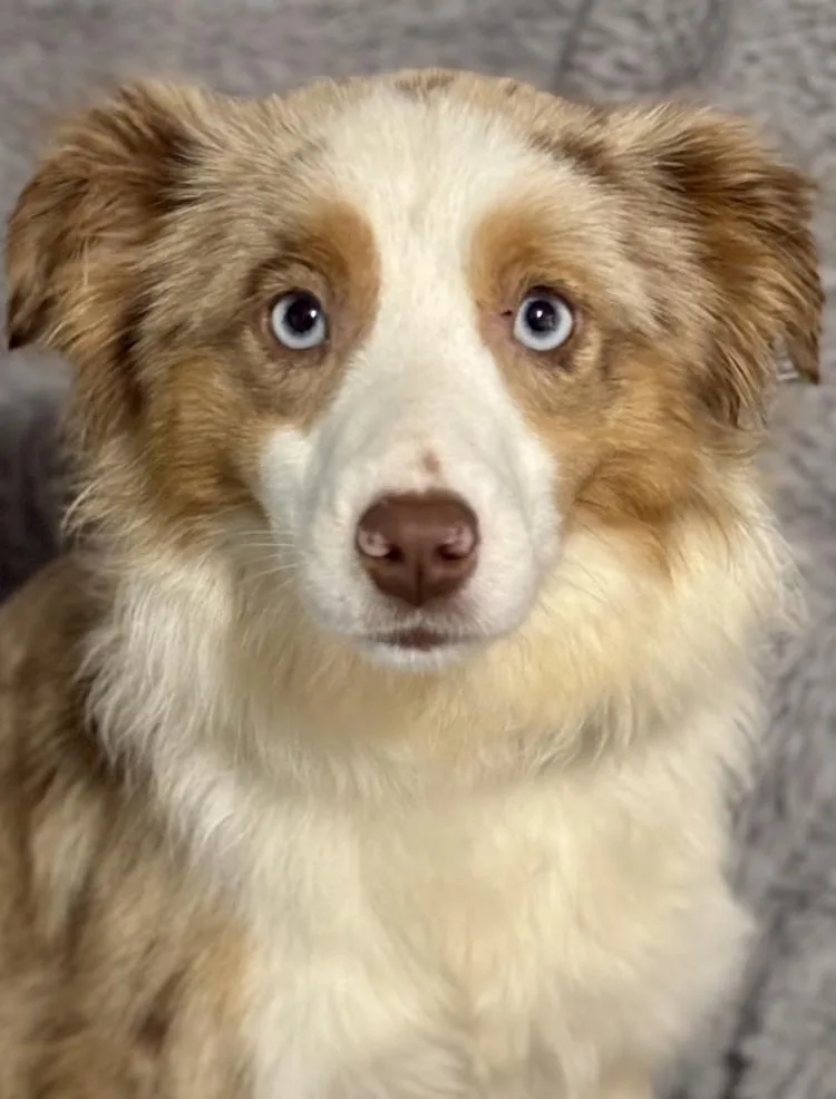 An adult small-sized female Australian Shepherd dog named Peaches for adoption in Wolcott, CT