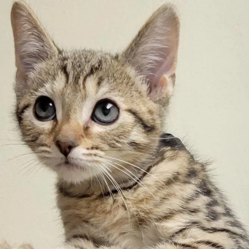 A baby medium-sized male Tabby (Brown / Chocolate) Domestic Short Hair cat named Boot for adoption in Mazon, IL