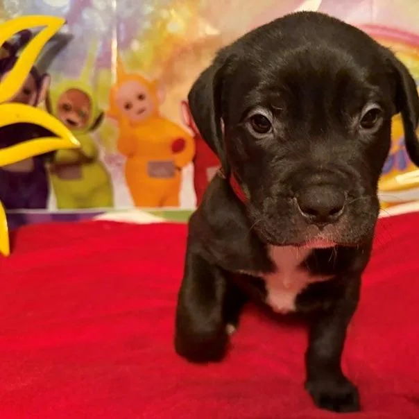 A baby large-sized female Rottweiler dog named Po for adoption in Normal, IL