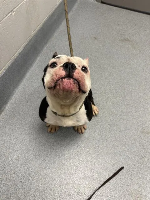 Milo
