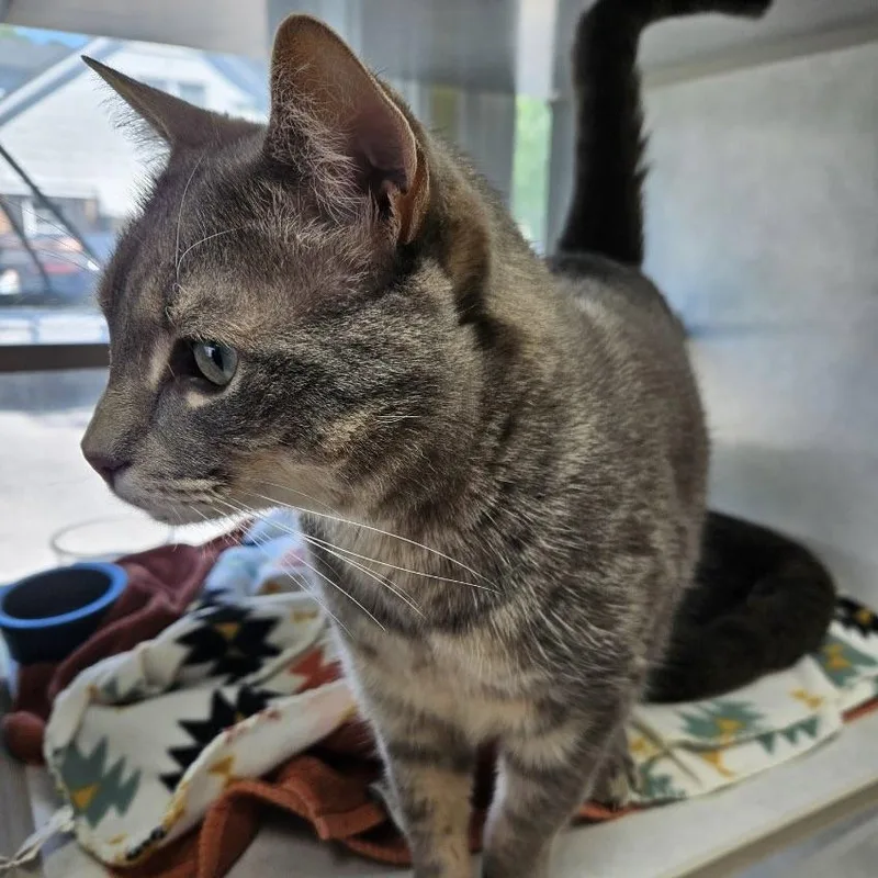 An adult large-sized male Tabby cat named Ramen for adoption in Columbia, SC