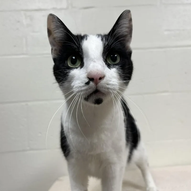 An adult medium-sized female Black Domestic Short Hair cat named Little Lynn for adoption in Lyndhurst, VA