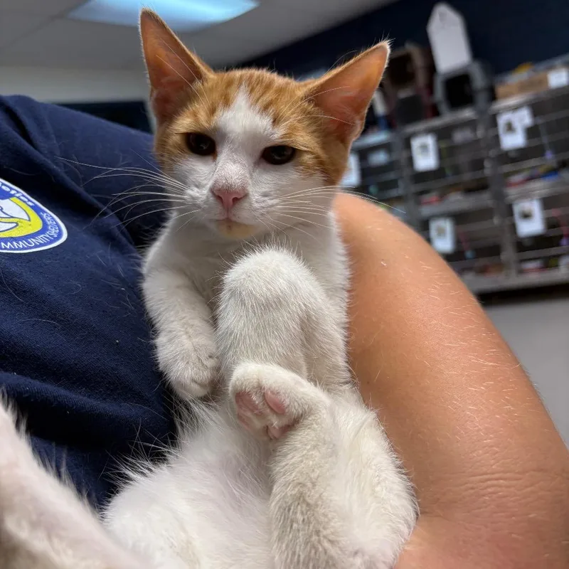 A baby medium-sized male Orange / Red Domestic Short Hair cat named Simon for adoption in Newark, NJ