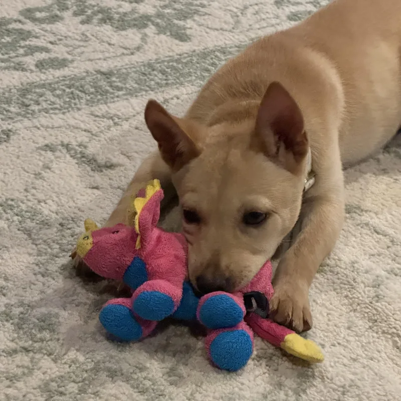 A young medium-sized female Australian Cattle Dog / Blue Heeler dog named Sandy for adoption in Garden City, NY