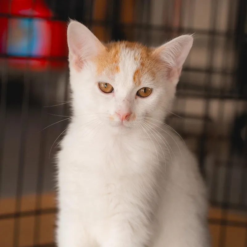 A baby small-sized male White Domestic Short Hair cat named Jerry for adoption in Long Beach, CA