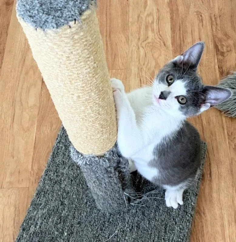 A young medium-sized female Gray & White Domestic Short Hair cat named Dianna for adoption in Ocala, FL