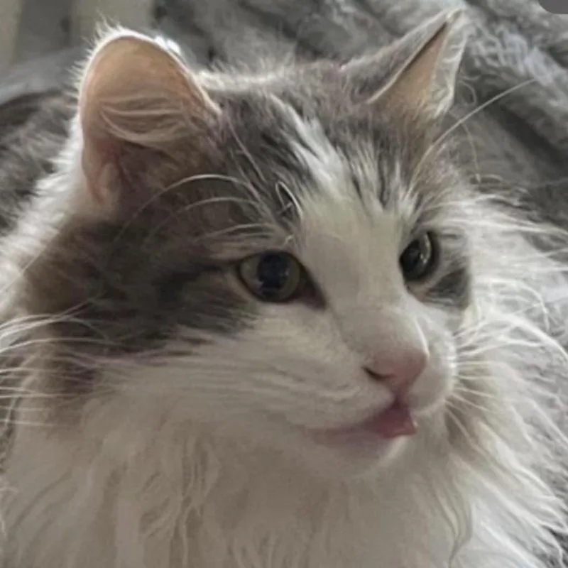 An adult large-sized male Gray / Blue / Silver Domestic Long Hair cat named Gus Gus for adoption in Medina, OH